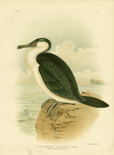 Cormorano dal petto bianco, 1891 da Gracius Broinowski